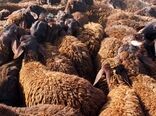 ۴۵ راس دام قاچاق در نوار مرزی صالح آباد مهران کشف شد
