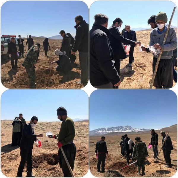 غرس 3 هزار اصله نهال بادام تلخ در شهرستان بن