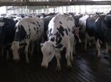 گاوهای دومنظوره راهکاری برای افزایش سودآوری و پایداری دامداری‌ها