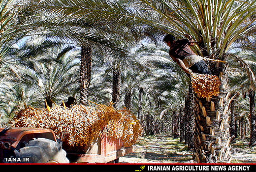 برداشت خرما