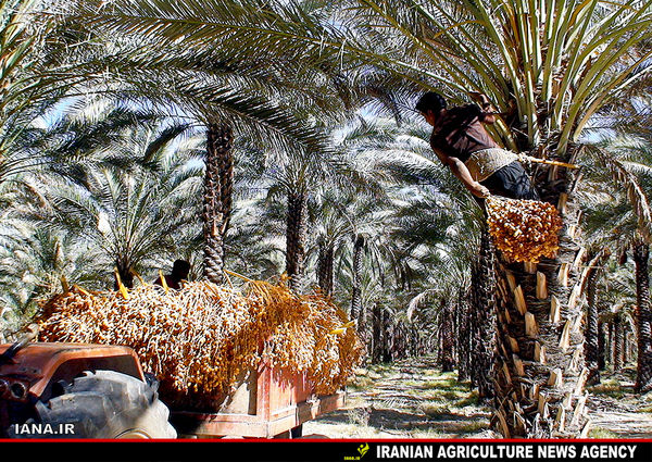 برداشت خرما