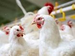 گوشت مرغ همچنان ۹۷ درصد بازار طیور را در اختیار دارد