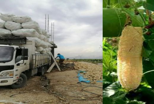 لوفای رستم به ترکیه صادر می شود