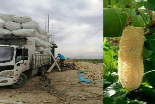 لوفای رستم به ترکیه صادر می شود