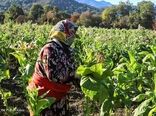 گلستان؛ رتبه نخست کشور در نقشه‌برداری اراضی کشاورزی