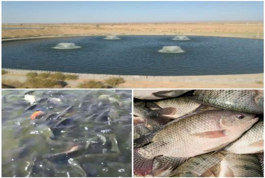 برداشت نخستین ماهی تیلاپیا از استخرهای پرورش ماهی بشرویه 