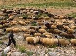 ۴۸۵ هزار راس دام خراسان شمالی از پوشش بیمه ای برخوردارند