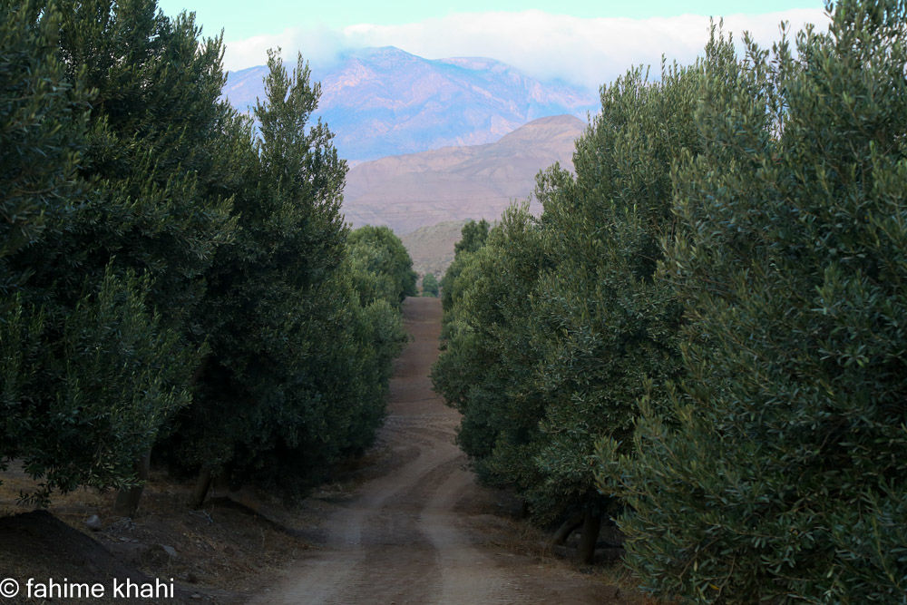 از لمس شاخه تا عصاره ی نور  