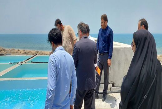 بازدید از طرح تکثیر و پرورش لارو میگو در شهرستان تنگستان