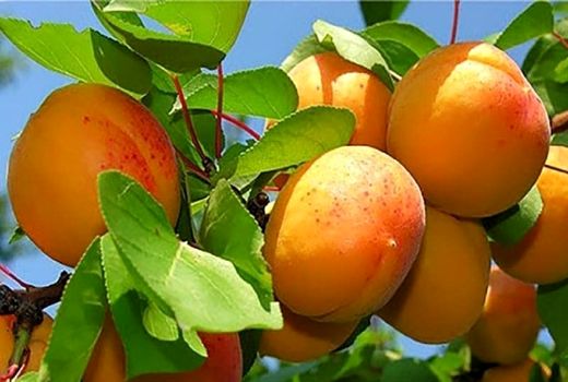 برداشت ۳ هزار تن زردآلو در شهرستان مراغه