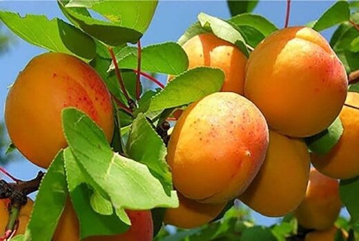 برداشت ۳ هزار تن زردآلو در شهرستان مراغه