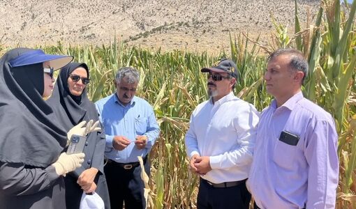 پایش مستمر آفات؛ کلید تضمین امنیت غذایی و کاهش وابستگی به واردات
