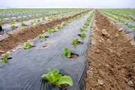 مدیریت کاهش تولید پسماندهای کشاورزی در راستای تحقق توسعه پایدار