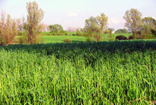 گرما، کشت غلات را کاهش می‌دهد