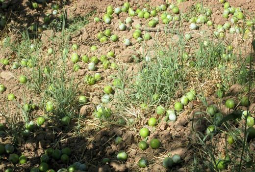 خسارت وزش باد شدید به باغات شهرستان سامان  