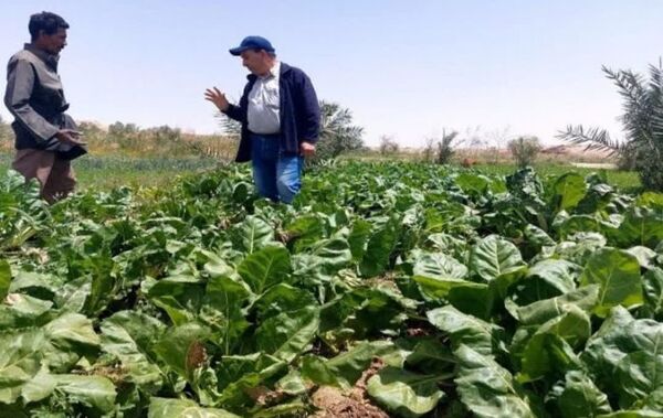 فاصله‌ای به نام «دانش تا مزرعه»؛ چالش پنهان تولید چغندرقند