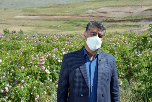  رتبه پنجم آذربایجان شرقی در تولید گل محمدی کشور