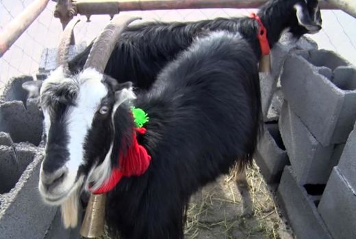 اهمیت بز مهابادی در حفظ ذخایر ژنتیکی کشور