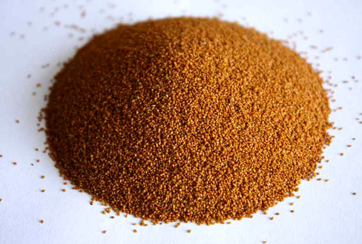 آغاز برداشت مکانیزه خاکشیر از مزارع مرودشت 