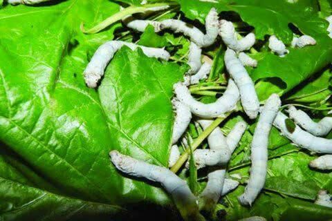 سرما پرورش پیله ابریشم در خراسان شمالی را به تاخیر انداخت