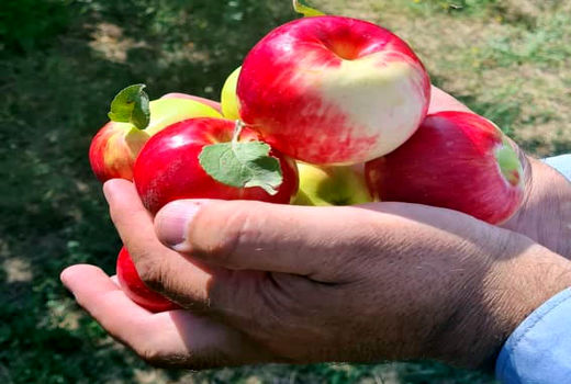 صادرات سیب قره قرمز اهر به آنسوی مرزها