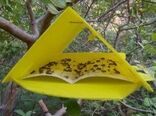 مگس میوه در 390 هکتار باغ محمودآباد ردیابی شد/ شکار 4300 مگس