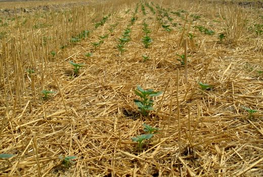 کاشت 700 هکتار کنجد در قیروکارزین