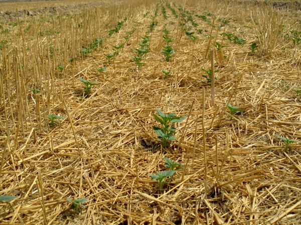 کاشت 700 هکتار کنجد در قیروکارزین