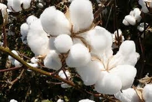 افزایش 14 درصدی سطح زیر کشت پنبه در خراسان شمالی