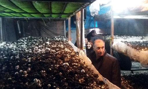 برگزاری کارگاه مهارتی پرورش قارچ دگمه ای در شهرستان عجب شیر