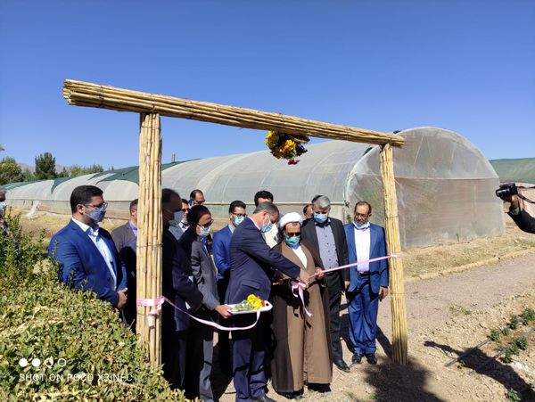 بیستمین نمایشگاه گلهای داودی در پژوهشکده گل و گیاهان زینتی افتتاح شد