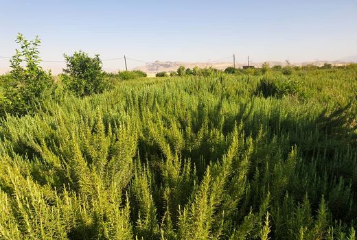 تولید بیش از 30 هزار تن انواع گیاهان دارویی در خوزستان