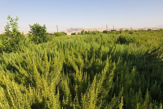 تولید بیش از 30 هزار تن انواع گیاهان دارویی در خوزستان