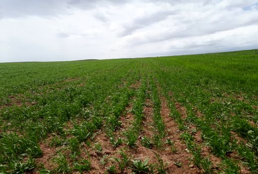 بازدید کارشناسان فنی شهرستان بوئین زهرا از مزارع گندم دیم/ تاکید بر استفاده ازکود مناسب در مزرعه