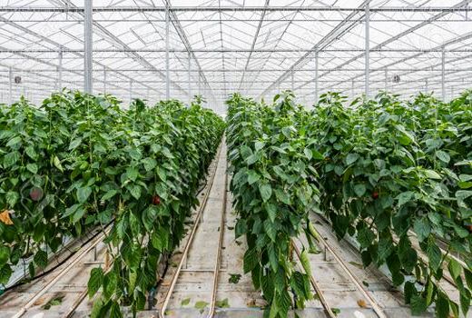 پنج طرح کشاورزی در شهرستان خانمیرزا به بهره برداری رسید