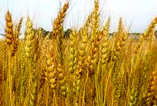 برگزاری جلسه شورای کشاورزی با محوریت برنامه ریزی  برداشت گندم در شهرستان ارزوئیه 