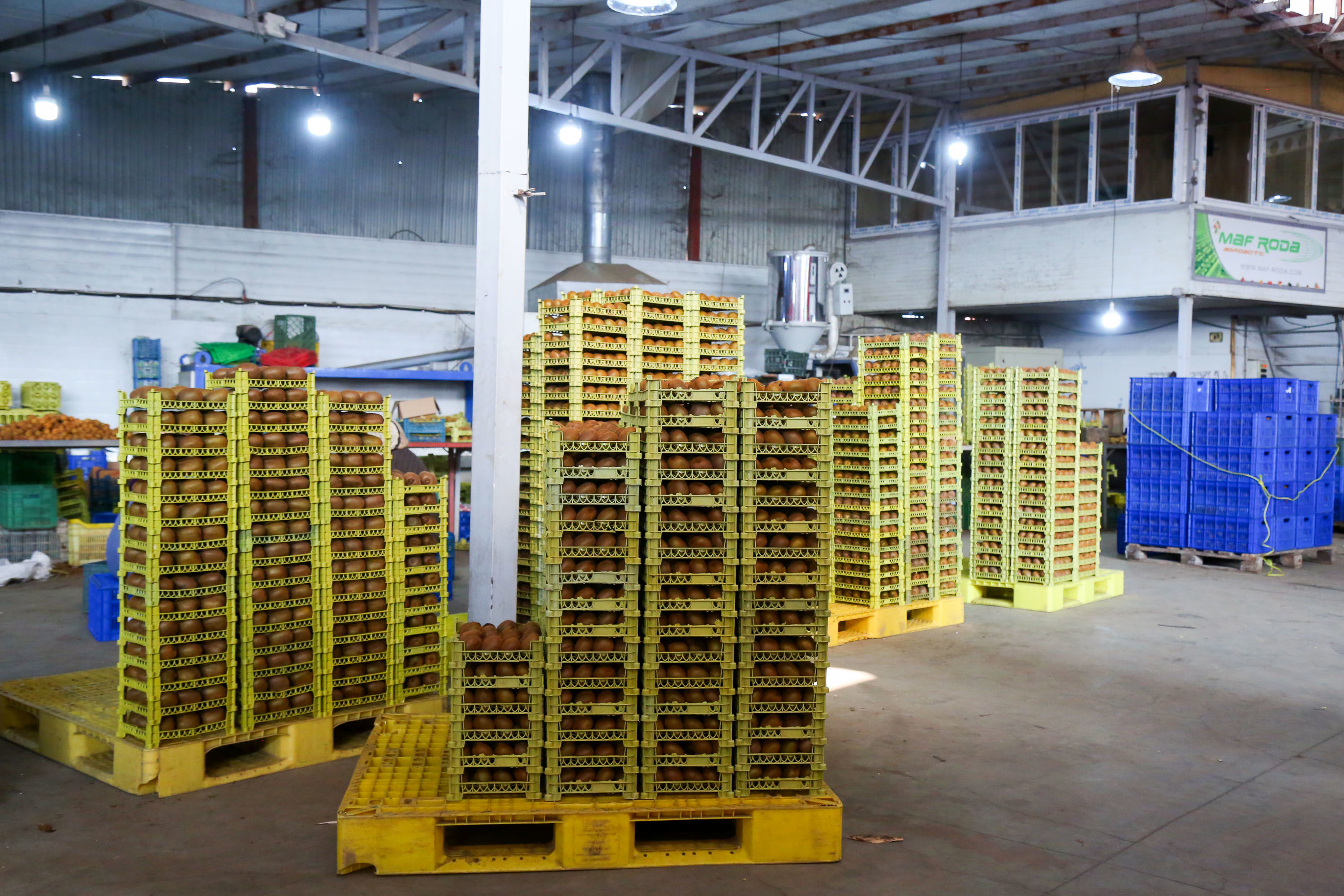  میوه ای شگفت انگیز به نام کیوی 