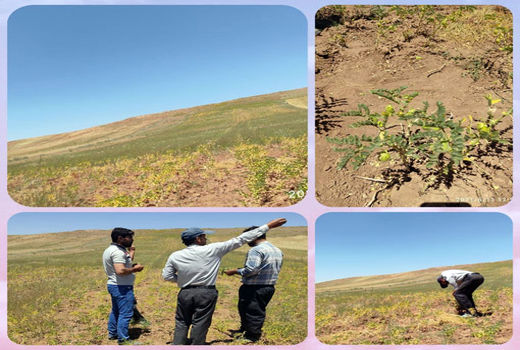 کشت نخود به روش انتظاری در شهرستان سراب