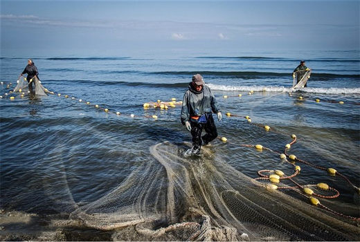 ممنوعیت صید ماهی حلوا سفید در آب‌های خوزستان
