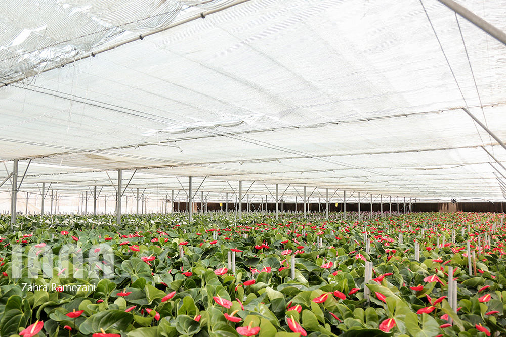 گلخانه شهاب گل خمین 