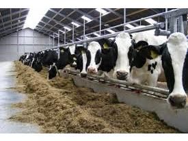 جهاد کشاورزی از طرح‌های کاهش هزینه تولید دام و طیور حمایت می‌کند