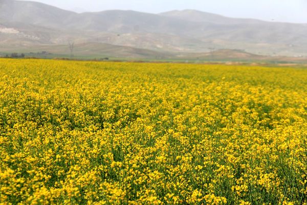 پیش‌بینی برداشت یک هزار و 200 تن کلزا از مزارع چهارمحال و بختیاری