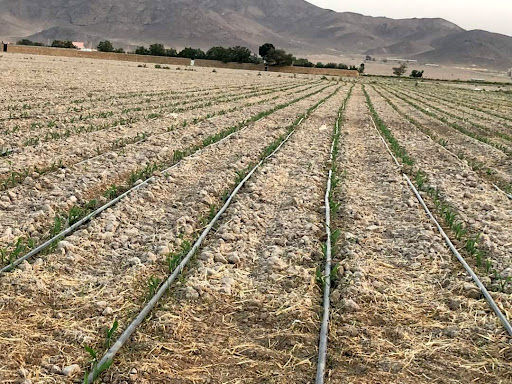 تجهیز ۱۱۱۸ هکتار از اراضی دیم دشت نازک پلدشت به سیستم های آبیاری نوین