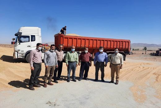 بازدید معاون بهبود تولیدات گیاهی سازمان جهاد کشاورزی از مراکز خرید تضمینی گندم آوج