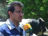 ژن‌‌های دام سنگین داخلی با یک‌دهم هزینه‌ کیفیتی همتراز نمونه‌های وارداتی دارند