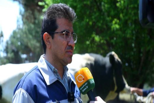 ژن‌‌های دام سنگین داخلی با یک‌دهم هزینه‌ کیفیتی همتراز نمونه‌های وارداتی دارند