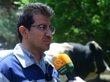 ژن‌‌های دام سنگین داخلی با یک‌دهم هزینه‌ کیفیتی همتراز نمونه‌های وارداتی دارند