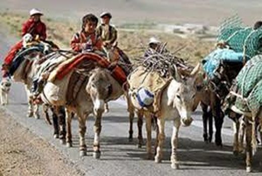 اجرای طرح مدیریت کوچ بهاره در فارس 