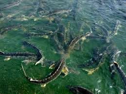 تولید ۴۱ تن ماهی خاویاری در استان قزوین