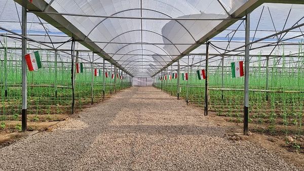 گلخانه سبزی و صیفی با تولید سالیانه 250 تن (در 2 دوره کشت)در شهرستان اسفراین به بهره برداری رسید